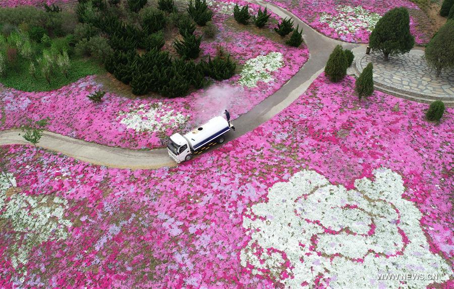 CHINA-LIAONING-DALIAN-SHIBAZAKURA-BLOSSOM (CN)