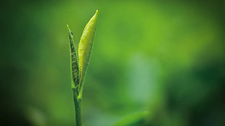 這片樹葉，改變了世界！