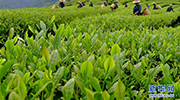 茗香亞洲 茶韻綿長
