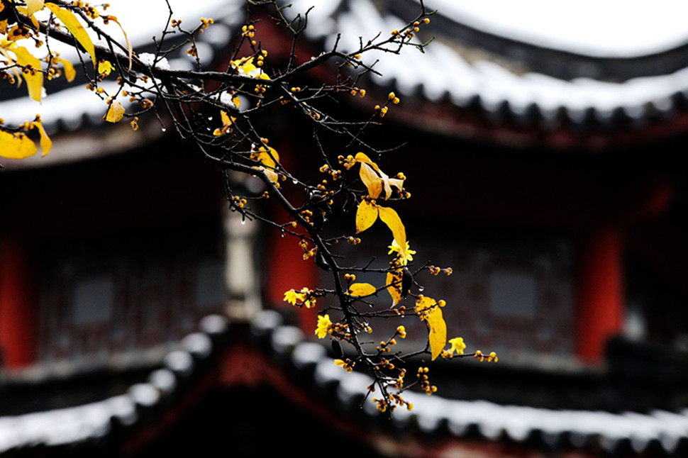 《那年雪降》