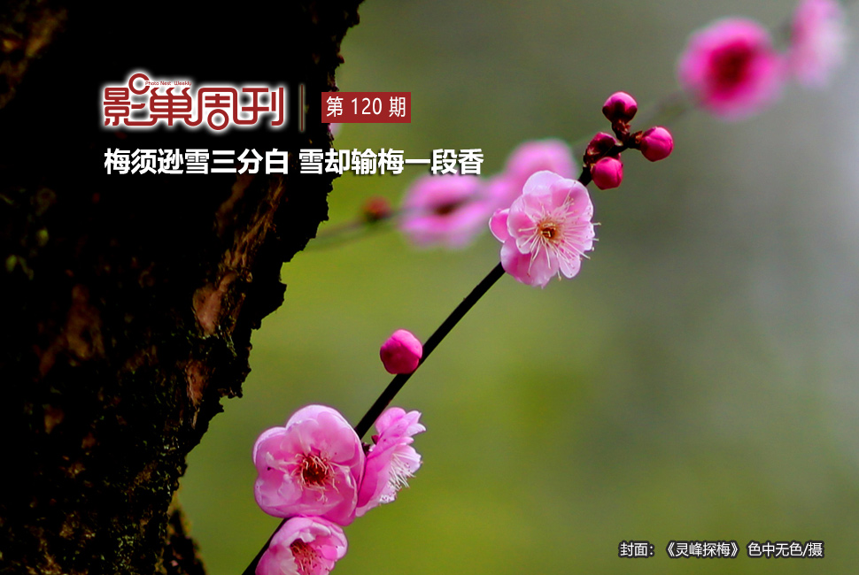 靈峰探梅