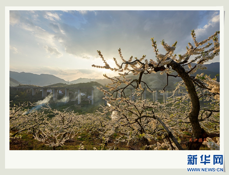 李花白，彩霞紅，春意濃