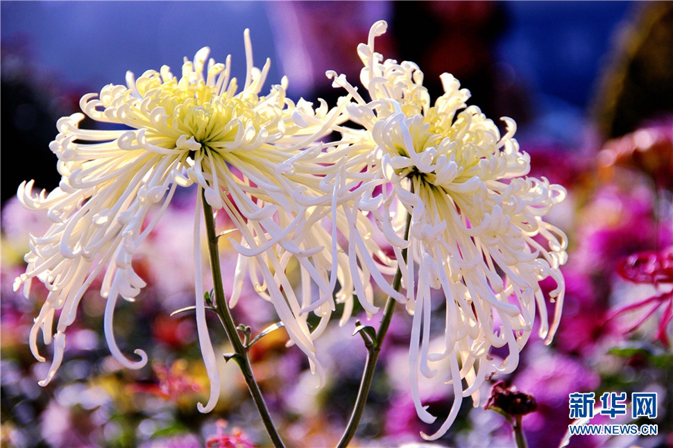 金秋時(shí)節(jié)，菊潤(rùn)車城