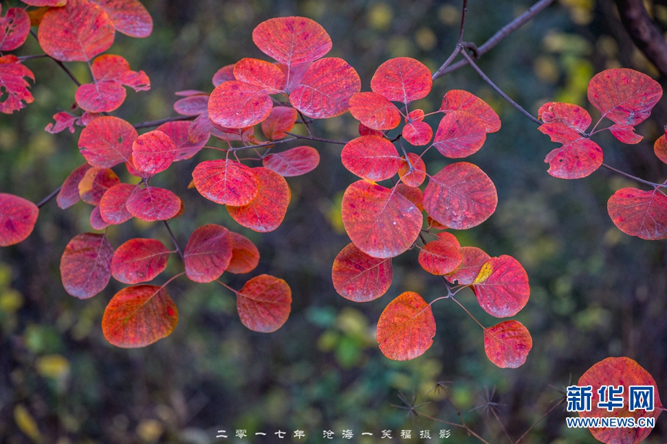 香山秋色