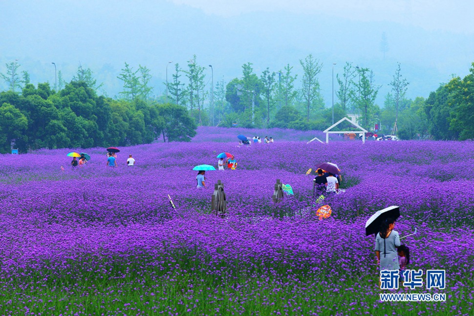 雨中游蓀湖花海，美翻了！