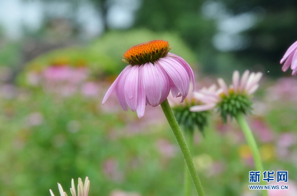 松果菊