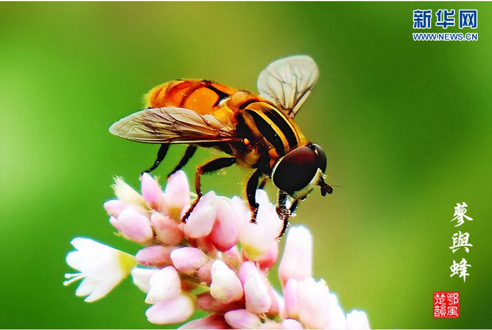 蓼與蜂、蜘蛛