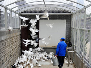 濟南隔離圏養(yǎng)&ldquo;廣場鴿&rdquo;預防H7N9禽流感