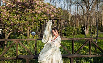 徜徉櫻花花海，來場動漫之旅