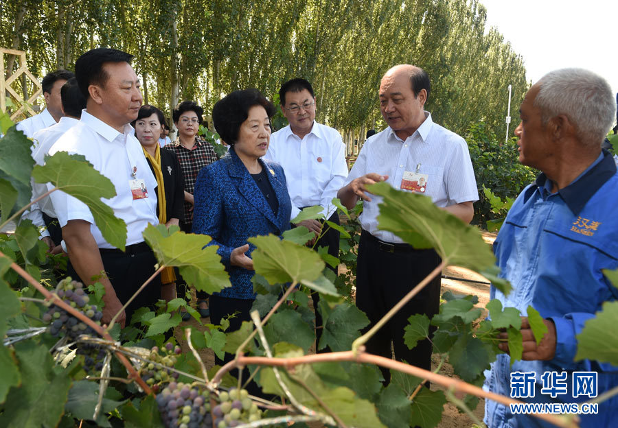 8月9日，中共中央政治局委員、中央統(tǒng)戰(zhàn)部部長(zhǎng)、中央代表團(tuán)副團(tuán)長(zhǎng)孫春蘭率中央代表團(tuán)三分團(tuán)，先后赴內(nèi)蒙古自治區(qū)烏海市、阿拉善盟看望各族干部群眾。這是孫春蘭在烏海市漢森酒業(yè)集團(tuán)的葡萄種植園了解葡萄種植情況。新華社記者 任軍川 攝