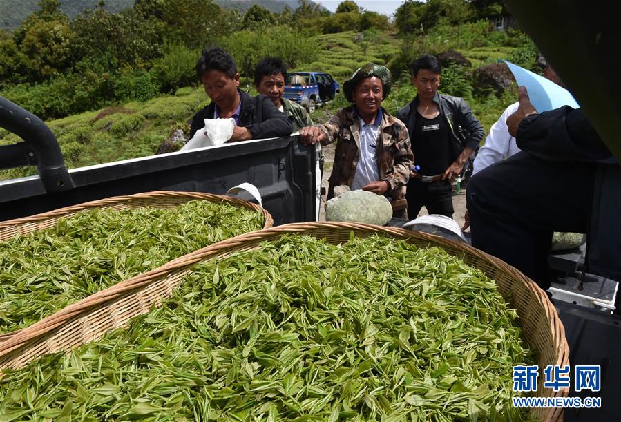 （經(jīng)濟(jì)）（1） 西藏墨脫：茶業(yè)變成致富&ldquo;金葉&rdquo;