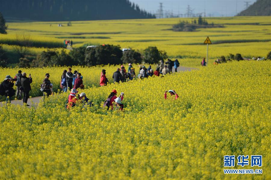 （在習(xí)近平新時(shí)代中國(guó)特色社會(huì)主義思想指引下&mdash;&mdash;新時(shí)代新作為新篇章&middot;圖文互動(dòng)）（7）高原春來早 云嶺開新篇 