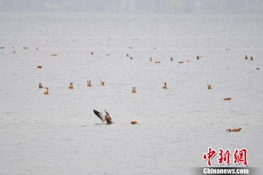圖為在納帕海濕地棲息的候鳥?！⑷疥?攝