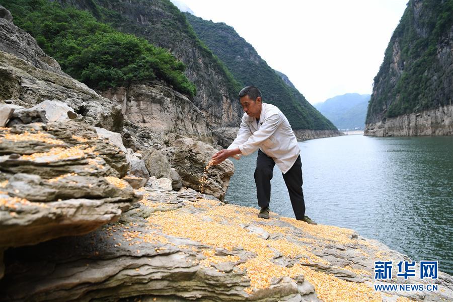 （在習(xí)近平新時(shí)代中國特色社會(huì)主義思想指引下&mdash;&mdash;新時(shí)代新作為新篇章）（3）重慶巫山：&ldquo;生態(tài)寶貝&rdquo;變身&ldquo;搖錢樹&rdquo;