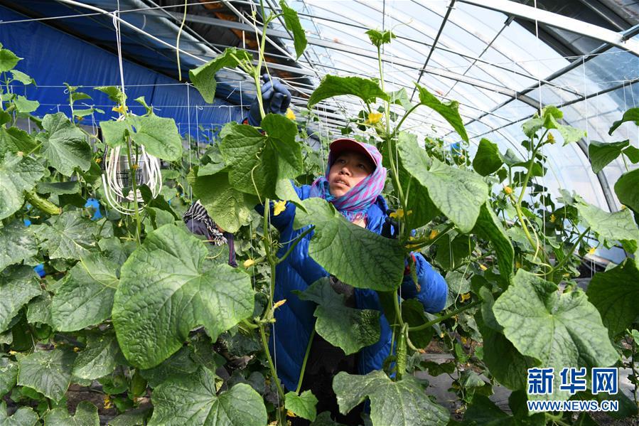 （在習(xí)近平新時代中國特色社會主義思想指引下&mdash;&mdash;新時代新作為新篇章&middot;圖文互動）（2）&ldquo;無人作業(yè)&rdquo;來臨 綠色食品&ldquo;當(dāng)家&rdquo;&mdash;&mdash;黑龍江探索現(xiàn)代農(nóng)業(yè)發(fā)展路徑