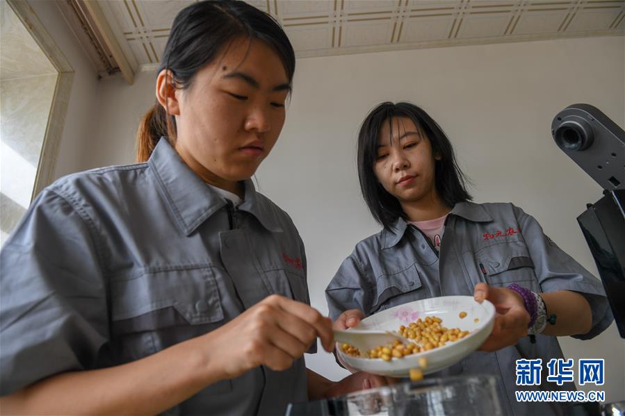 （在習近平新時代中國特色社會主義思想指引下&mdash;&mdash;新時代新作為新篇章&middot;圖文互動）（3）大學生種田讓農(nóng)民&ldquo;老把式&rdquo;開了眼&mdash;&mdash;吉林長白山下的稻田新事