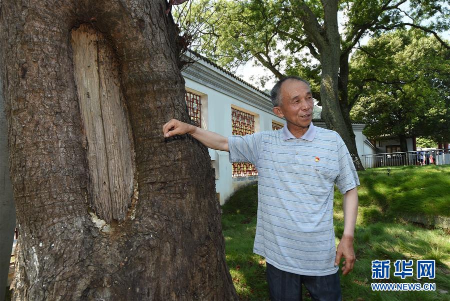 （壯麗70年&middot;奮斗新時代&mdash;&mdash;記者再走長征路&middot;圖文互動）（2）&ldquo;紅軍樹&rdquo;下憶初心、守初心