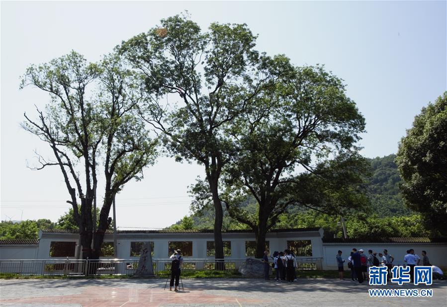 （壯麗70年&middot;奮斗新時代&mdash;&mdash;記者再走長征路&middot;圖文互動）（6）&ldquo;紅軍樹&rdquo;下憶初心、守初心