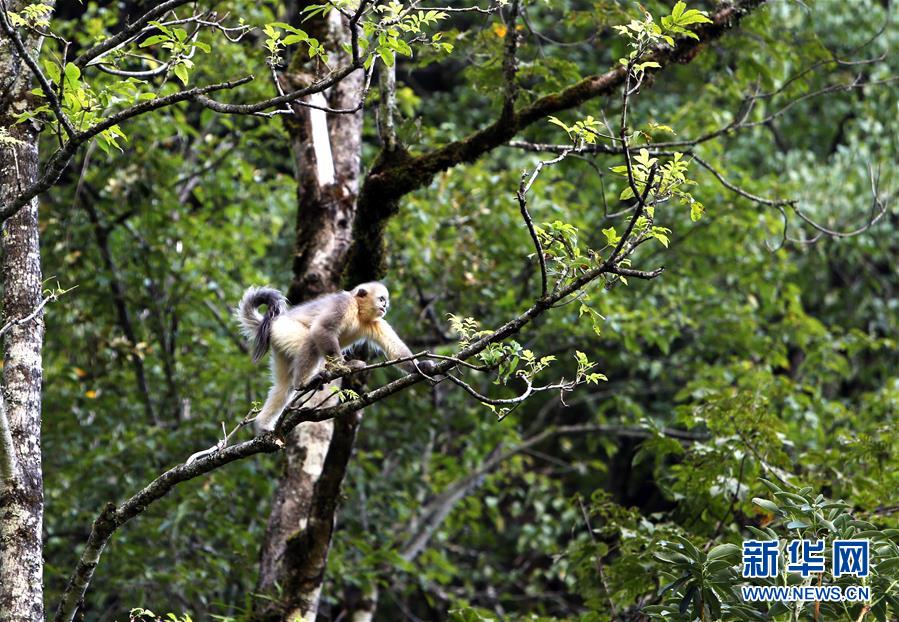 （新華全媒頭條&middot;決戰(zhàn)決勝脫貧攻堅&middot;圖文互動）（5）為了人與自然和諧共生&mdash;&mdash;云南&ldquo;三江并流&rdquo;地區(qū)決戰(zhàn)精準(zhǔn)脫貧的&ldquo;生態(tài)畫卷&rdquo;
