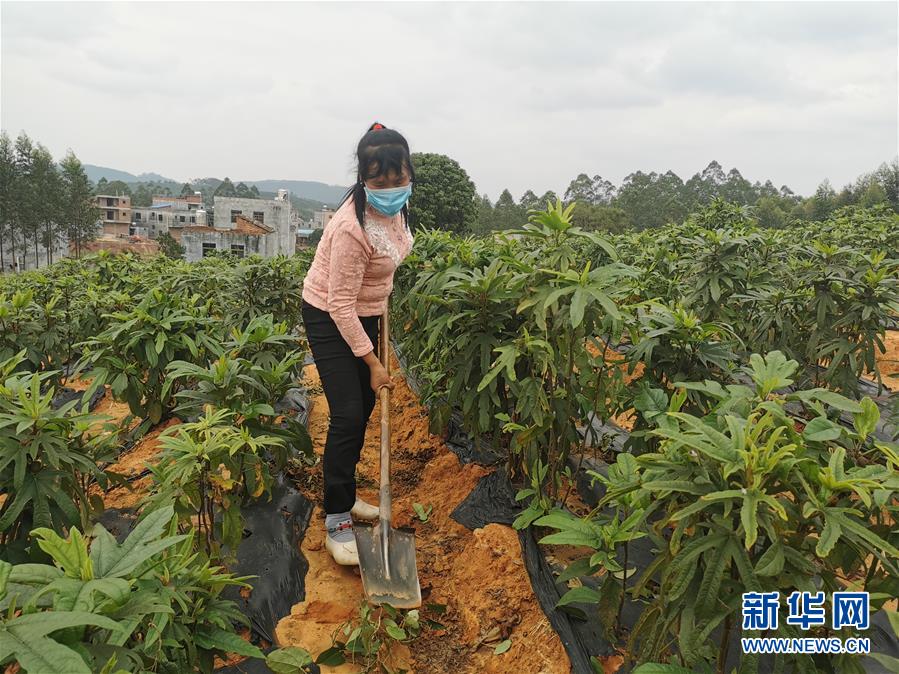 （圖文互動）（4）與疫情抗?fàn)?與春光同行&mdash;&mdash;廣西農(nóng)村春耕備耕一線觀察