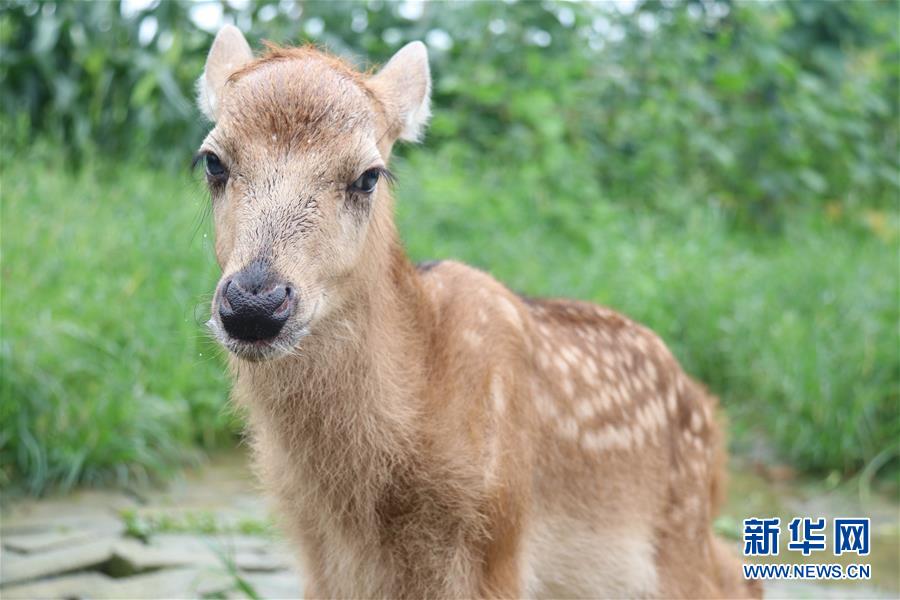 （防汛抗洪&middot;圖文互動）（1）洞庭湖洪水中的野生動物&ldquo;生死營救&rdquo;