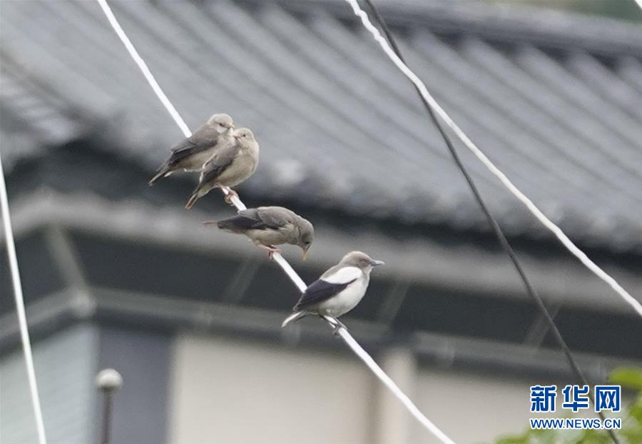 (新華網(wǎng)·圖文互動)(1)云南保山首次記錄到國家重點保護野生動物白頭鷂