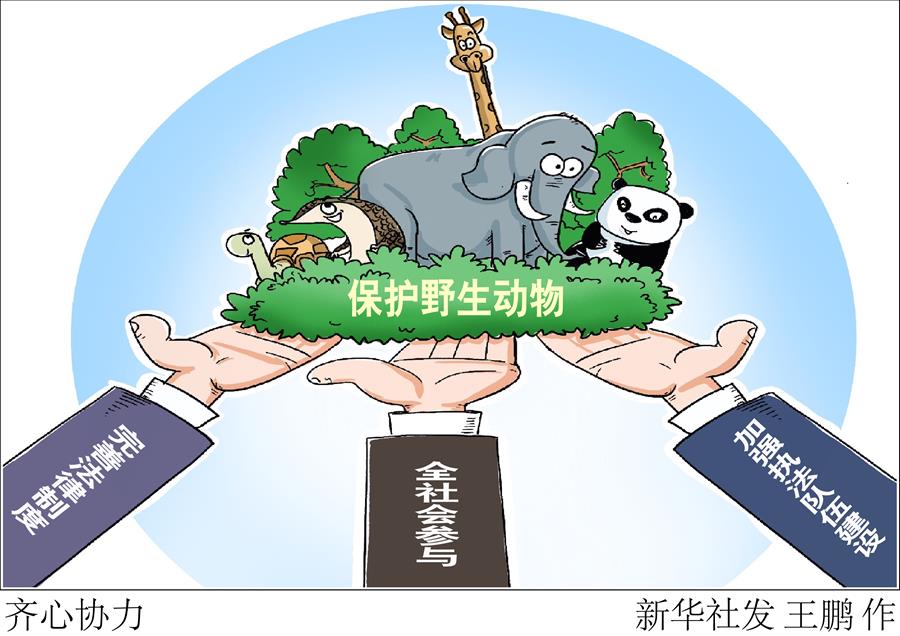 （圖表&middot;漫畫(huà)）［新華調(diào)查&middot;聚焦野生動(dòng)物保護(hù)］齊心協(xié)力