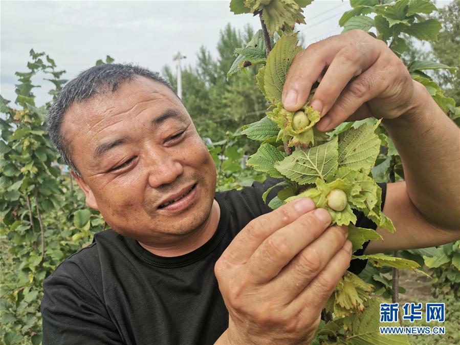 （決戰(zhàn)決勝脫貧攻堅&middot;圖文互動）（1）榛子樹結(jié)出&ldquo;扶貧果&rdquo;