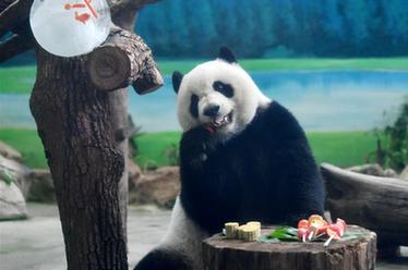 大熊貓吃&ldquo;月餅&rdquo;過中秋