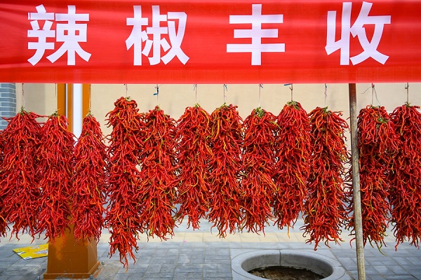 金秋豐收季 青海循化&ldquo;紅&rdquo;了