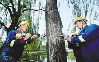 柳樹(shù)&ldquo;打針&rdquo; 抑制飛絮