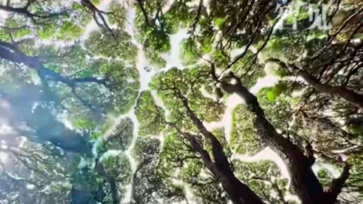 樹木為何會相互“禮讓”？