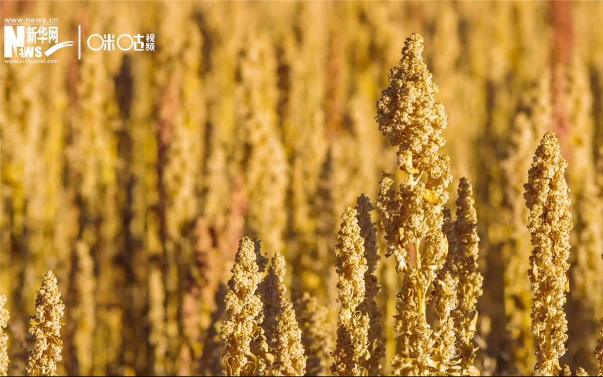 藜麥有極強(qiáng)的環(huán)境適應(yīng)能力和低成本、高回報(bào)的種植模式
