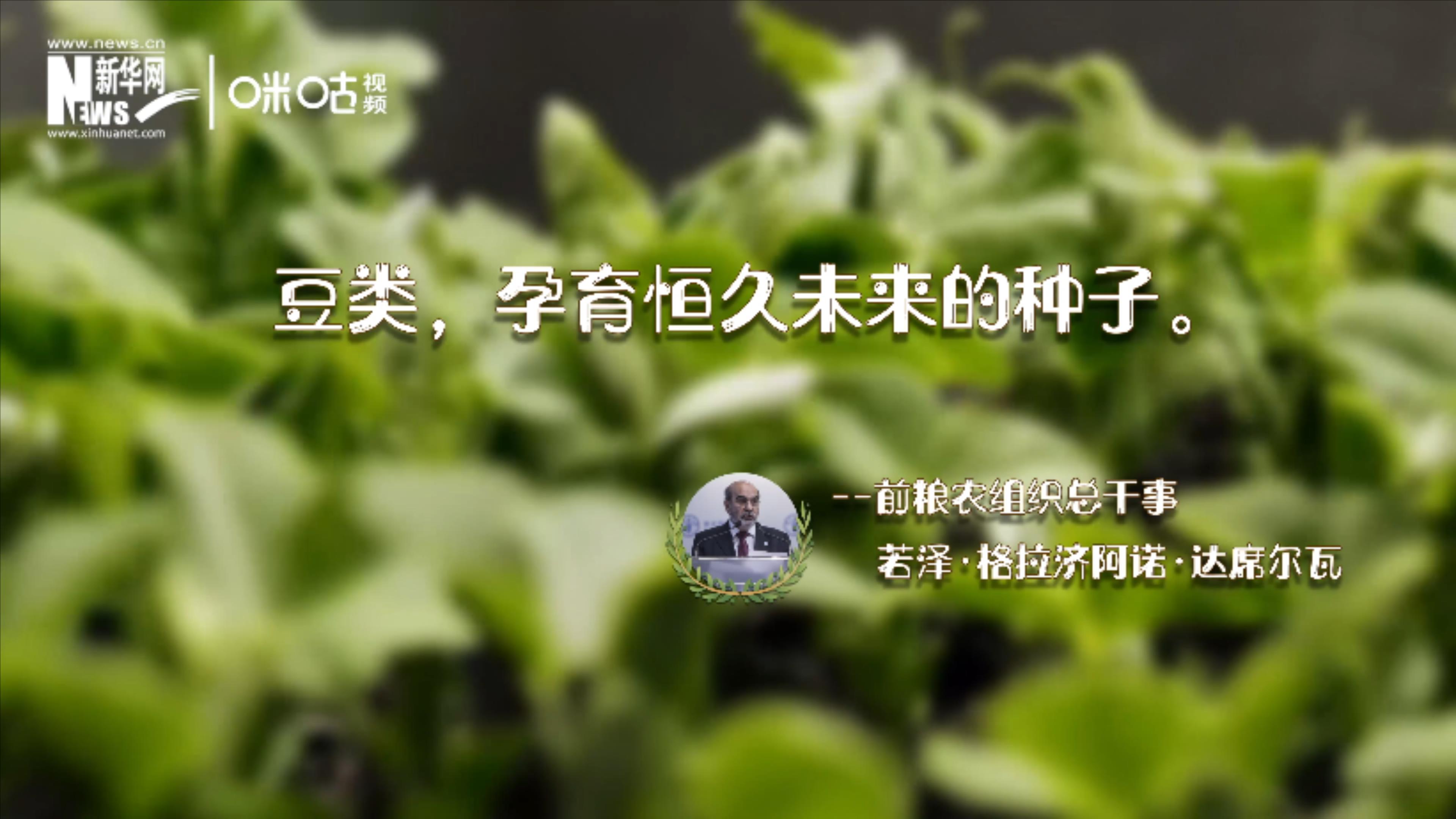 豆類，孕育恒久未來的種子