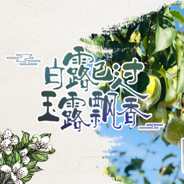白露已過，玉露飄香