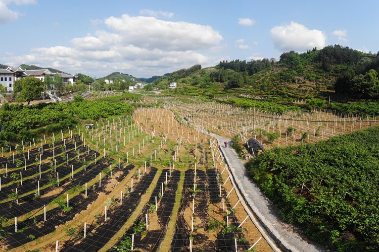 百果園里幸福長 &mdash;&mdash;湖南鳳凰縣菖蒲塘村脫貧調(diào)查