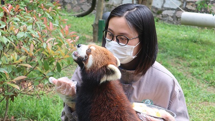 向&ldquo;萌勢(shì)力&rdquo;低頭&mdash;&mdash;90后小熊貓&ldquo;家長(zhǎng)&rdquo;的飼養(yǎng)日常