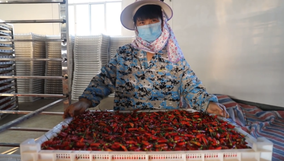 你怎么&ldquo;辣&rdquo;么好看！小辣椒映紅脫貧路