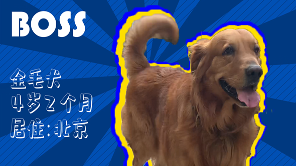 有效拴繩&科學(xué)遛狗&mdash;&mdash;如何文明養(yǎng)犬？&ldquo;撿屎官&rdquo;們快看過來！