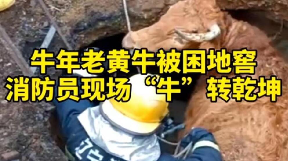 牛年老黃牛被困地窖，消防員現(xiàn)場(chǎng)&ldquo;牛&rdquo;轉(zhuǎn)乾坤！