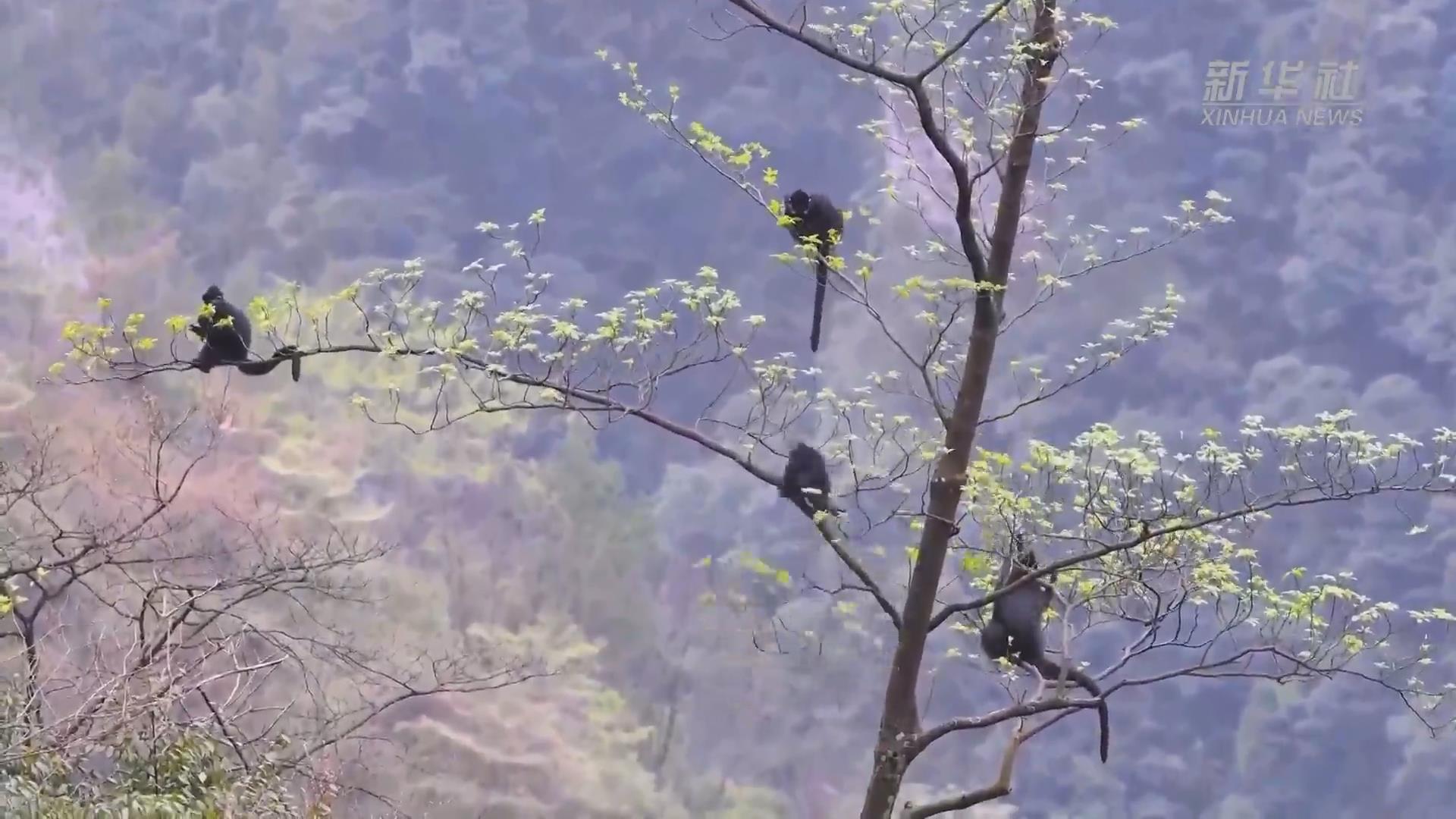 新華全媒+丨國際森林日：春歸高山森林 黑葉猴串成&ldquo;糖葫蘆&rdquo;