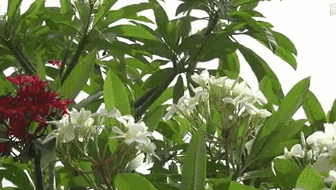 云南西雙版納：雞蛋花盛開！帶你看看一樹多花的奇觀