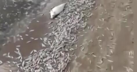 調(diào)查！藍綠藻暴發(fā) 俄多地魚類大規(guī)模死亡