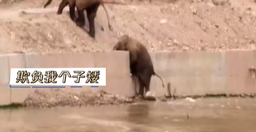 云南 ：大象旅行團(tuán)的&ldquo;尷尬瞬間&rdquo;