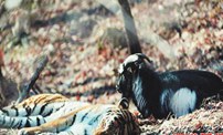 俄羅斯動(dòng)物園虎羊兄弟&ldquo;鬧分家&rdquo;