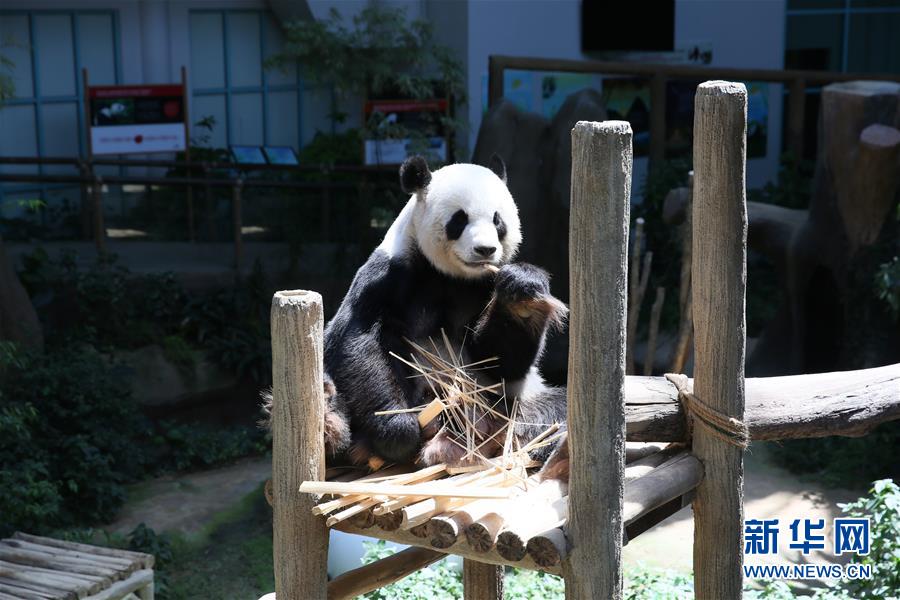 （國際）（3）旅馬大熊貓&ldquo;靚靚&rdquo;誕下第二只寶寶