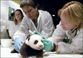 為什么動物能成為當之無愧的外交使者？
