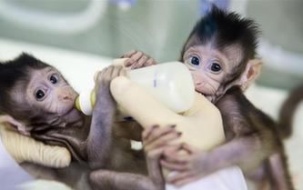 世界生命科學(xué)重大突破！ 兩只克隆猴在中國誕生
