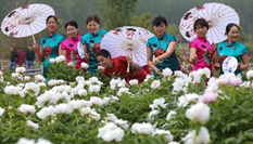 洪澤湖畔牡丹盛開 旗袍達人爭艷&ldquo;國色天香&rdquo;