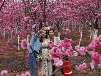 櫻花漫山，一份14年的等待